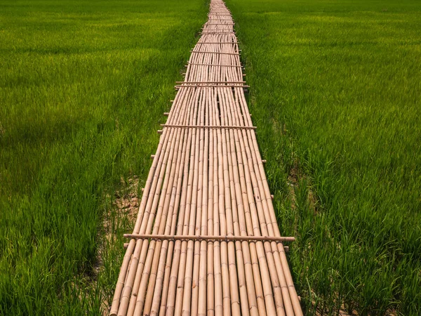 Campo de arroz verde rural e ponte de bambu . — Fotografia de Stock
