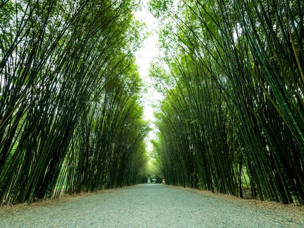 Tunnel Bamboe bomen en loopbrug. Stockfoto