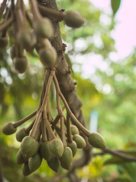 Frutta fresca giovane durian . — Foto Stock
