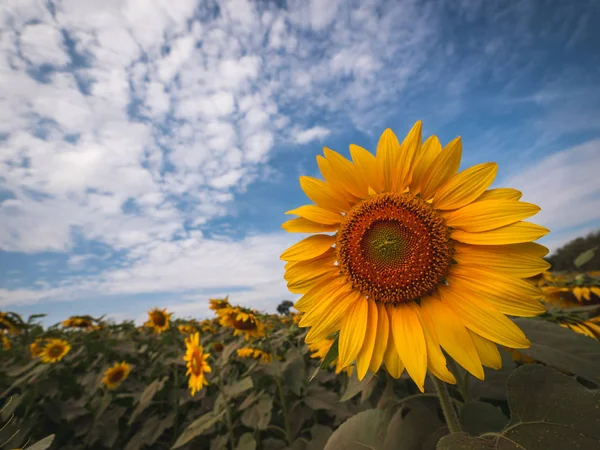 Krásné slunečnice závod v terénu, Thajsko. — Stock fotografie