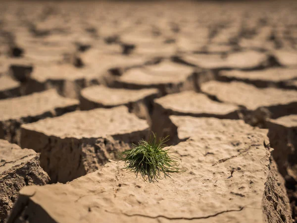 Kleines Graswachstum auf trockenen und rissigen Böden in der Trockenzeit. — Stockfoto