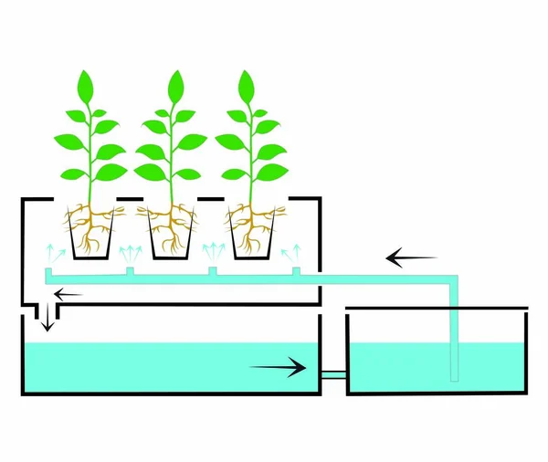 Hidroponia Esquema Para Regar Plantas — Vetor de Stock