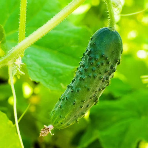 Komkommers kweken in de tuin — Stockfoto