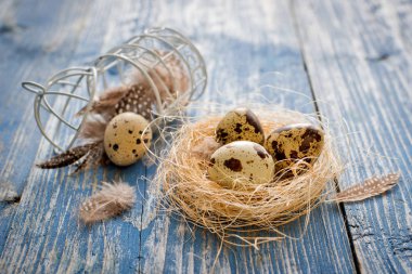 bıldırcın yumurtası mavi ahşap arka plan üzerinde