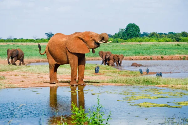 Énorme mâle éléphant d'Afrique — Photo