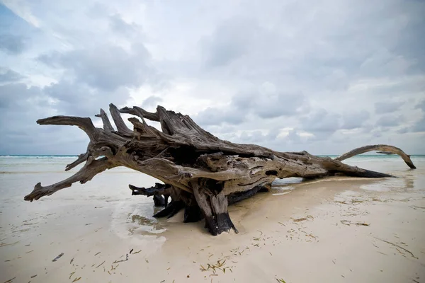 Addertje onder het gras aan de oever van de Oceaan — Stockfoto