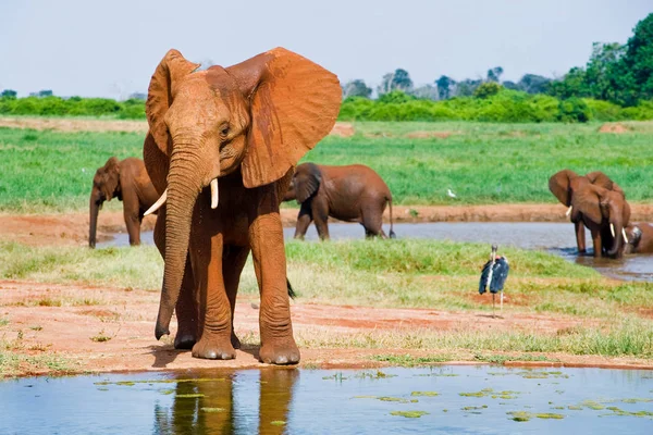 Énorme mâle éléphant d'Afrique — Photo