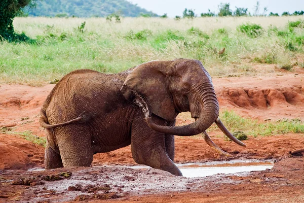 Słoń afrykański wylewa błoto — Zdjęcie stockowe
