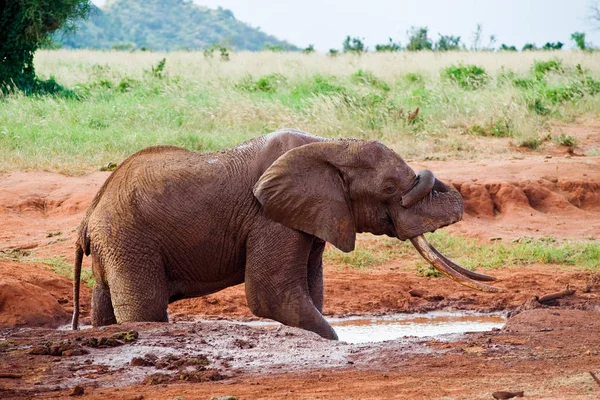African elephant pours mud — Stock Photo, Image
