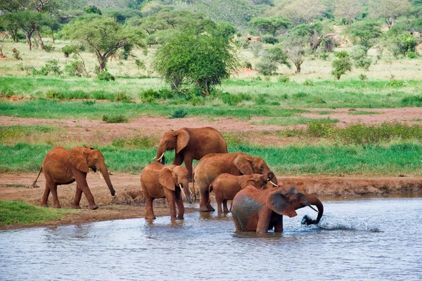 Huge male African elephant — Stock Photo, Image