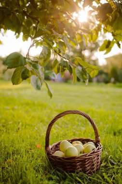 elma elma ağacının altında sepeti