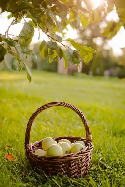 elma elma ağacının altında sepeti