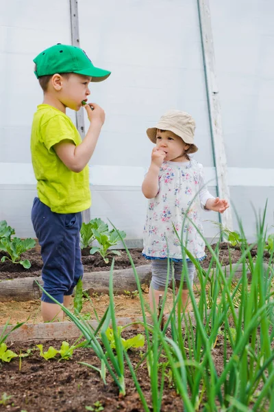 Kinder essen aus dem Garten — Stockfoto