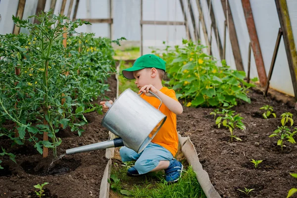 Kinderbeete in der Gewächshaus-Gießkanne — Stockfoto