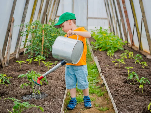 Kinderbeete in der Gewächshaus-Gießkanne — Stockfoto