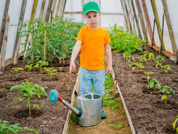 Kinderbeete in der Gewächshaus-Gießkanne — Stockfoto