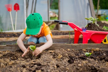 Çocuk bir fidan bitkiler
