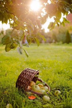 elma elma ağacının altında sepeti