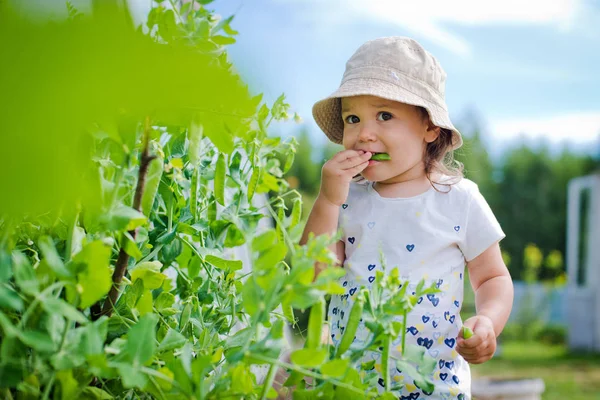 Criança no jardim reúne comer ervilhas — Fotografia de Stock