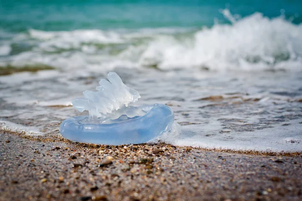 Jellyfish by the sea — Stock Photo, Image
