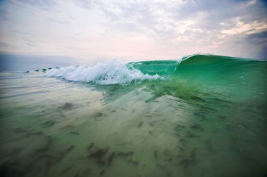Turkuaz deniz dalga deniz yosunu ile