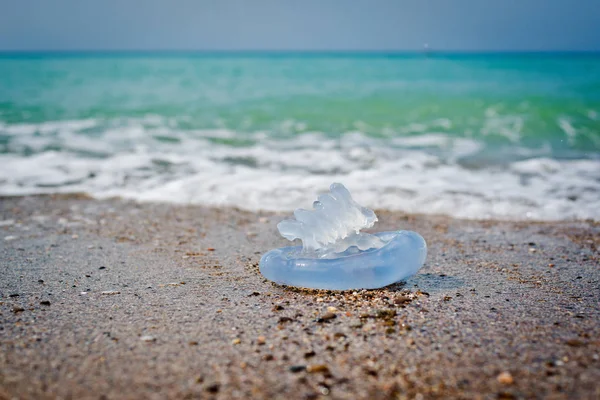 Meduze Lângă Mare — Fotografie, imagine de stoc