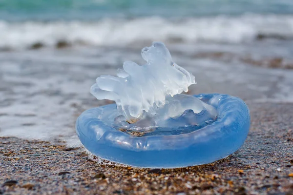 Meduze Lângă Mare — Fotografie, imagine de stoc