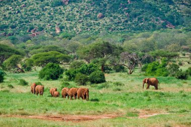 büyük erkek Afrika fili içme suyu bir ziyarette200