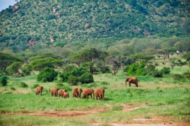 büyük erkek Afrika fili içme suyu bir ziyarette200
