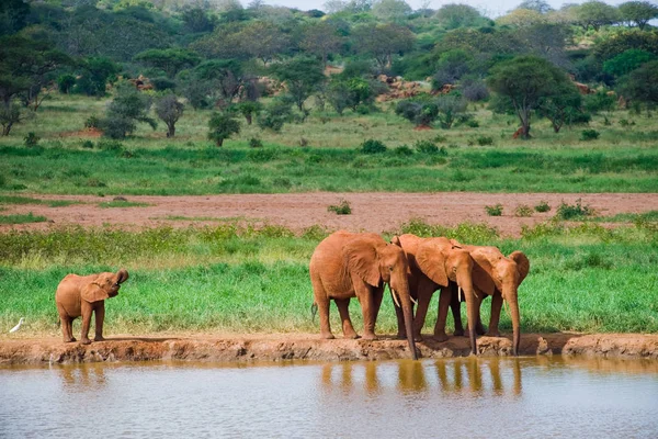 Huge Male African Elephant Drinking Water Waterhole — Stock Photo, Image