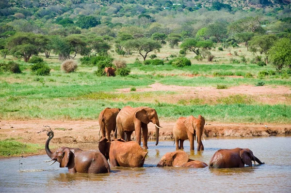Huge Male African Elephant Drinking Water Waterhole — Stock Photo, Image