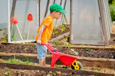 Çocuk bir el arabası ile fidan taşır