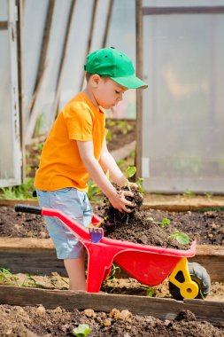 Çocuk el arabası üzerinden fidan yükseltir ve onları bahçe üzerinde koyar