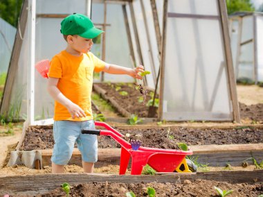 Çocuk el arabası üzerinden fidan yükseltir ve onları bahçe üzerinde koyar