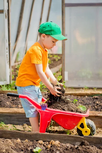 Kind Zieht Die Setzlinge Aus Der Schubkarre Und Legt Sie — Stockfoto