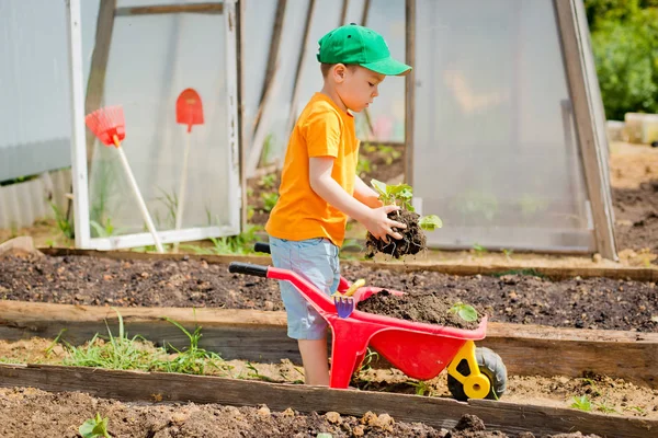 Kind Zieht Die Setzlinge Aus Der Schubkarre Und Legt Sie — Stockfoto