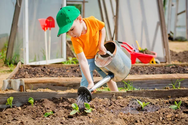 Kind Zieht Die Setzlinge Aus Der Schubkarre Und Legt Sie — Stockfoto