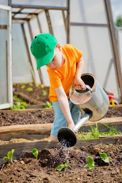 Kind Verhoogt Zaailingen Uit Kruiwagen Zet Tuin — Stockfoto