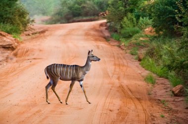 antilop Savannah yolu haçlar