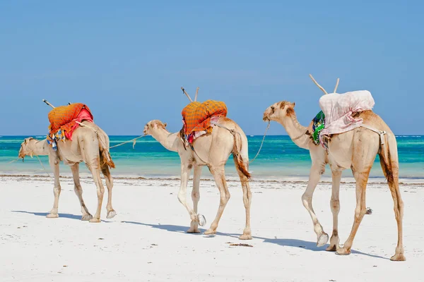 Верблюди Йдуть Один Одним Піщаному Пляжі Березі Океану — стокове фото