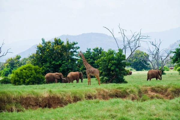 Éléphants Girafes Mangent Les Plantes Savane — Photo