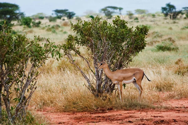 Antilope Nascosta Dietro Bush Nella Savannah — Foto Stock