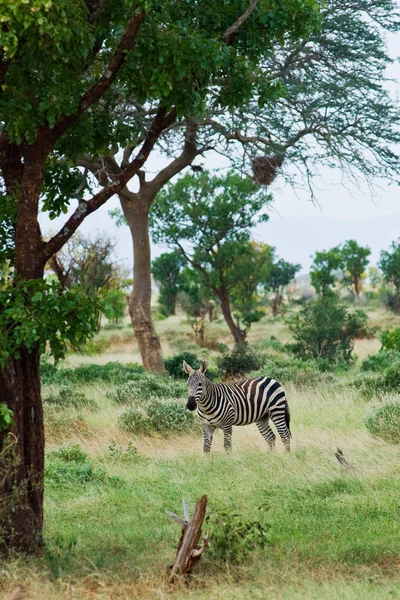 Zebre Stare Nell Erba Nella Savannah — Foto Stock