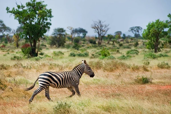 Zebra Corre Nella Savannah — Foto Stock