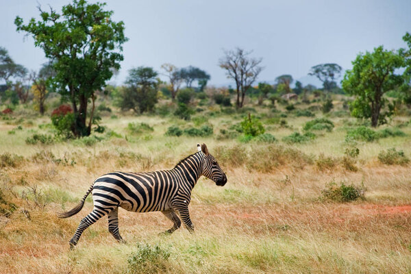 Zebra runs in the Savannah