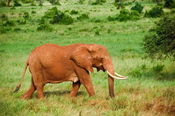 Elephants African Savannah — Stock Photo, Image