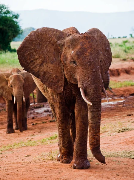Les Éléphants Dans Savane Africaine — Photo