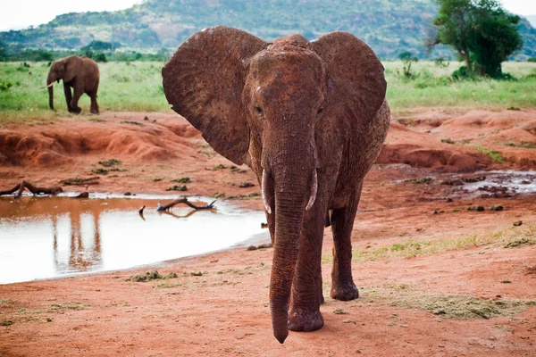 Elephants African Savannah — Stock Photo, Image