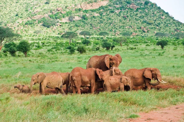 Słonie Afrykańskiej Sawannie — Zdjęcie stockowe