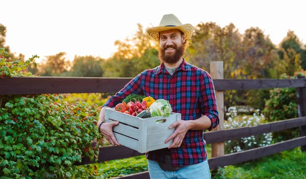 Joven 30-35 años joven barbudo hombre macho agricultor sombrero con caja de verduras ecológicas frescas jardín fondo puesta de sol. —  Fotos de Stock